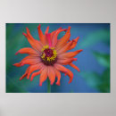 Search for blue zinnia posters Flower