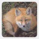 Search for vulpes stickers Canine