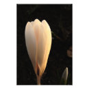 Search for spring crocus posters Bloom