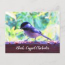 Search for chickadee postcards Nature