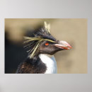 Search for black and white penguin posters Wildlife