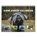Search for cane corso Pets