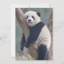 Search for panda thank you cards Bear