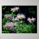 Search for bee balm posters Flower