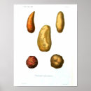 Search for potato posters Illustration