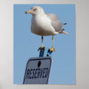 Search for seagull posters Photography