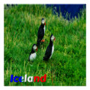 Search for puffin posters Iceland