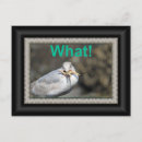 Search for trying postcards Humour