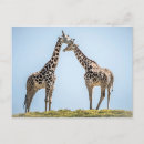 Search for blue giraffe postcards Africa