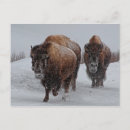 Search for yellowstone postcards Consumerproduct