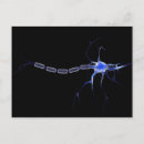 Search for nervous system postcards Biology