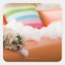 Search for sofa stickers Domestic animals