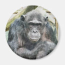 Search for chimpanzee magnets Cute