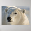 Search for hudsons bay posters Churchill