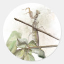 Search for mantis stickers Bug