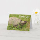 Search for turtle get well cards Photography