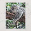 Search for sleepy postcards Koala