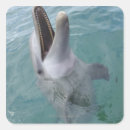 Search for bottlenose stickers Wildlife