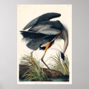 Search for audubon posters Birds of america