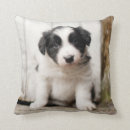 Search for border collie cushions Puppy