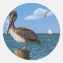 Search for brown pelican stickers Wildlife