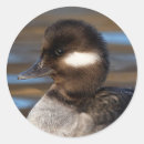 Search for black duck stickers White