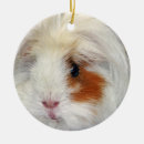 Search for guinea pig christmas tree decorations Cute