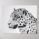 Search for white leopard posters Black and white