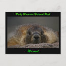 Search for marmot postcards Colorado