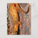 Search for newt postcards Lizard