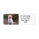 Search for yellow labrador retriever return address labels Pet