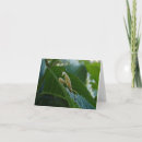 Search for mantids cards Garden