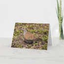Search for turtle doves cards Birds