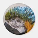 Search for parrot magnets Portrait