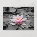Search for black and white pink postcards Plant