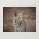Search for bobcat postcards Animal