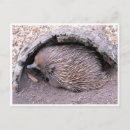 Search for anteating postcards Mammal