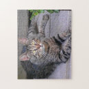 Search for tabby cat puzzles Feline