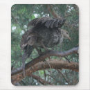 Search for turkeys electronics Nature