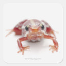 Search for small frog stickers Selective focus