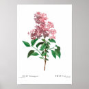 Search for redouté posters Vintage