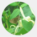Search for honeysuckle stickers Nature