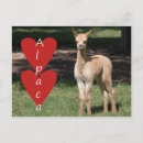 Search for alpaca postcards Baby