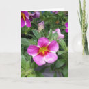 Search for petunias cards Garden