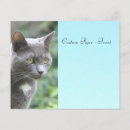 Search for blue kitty Animal