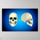 Search for jaw bone posters Osteology