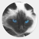 Search for siamese cat round stickers Cats