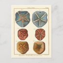 Search for sand dollar postcards Shell