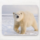 Search for refuges mousepads Fauna