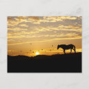 Search for horse sunset postcards Equine